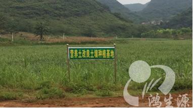 “中国铝都”平果县废弃矿地营养土改良土壤种植试验示范基地    